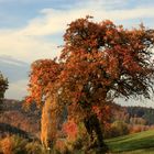 Herbstkleid