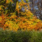 Herbstkleid