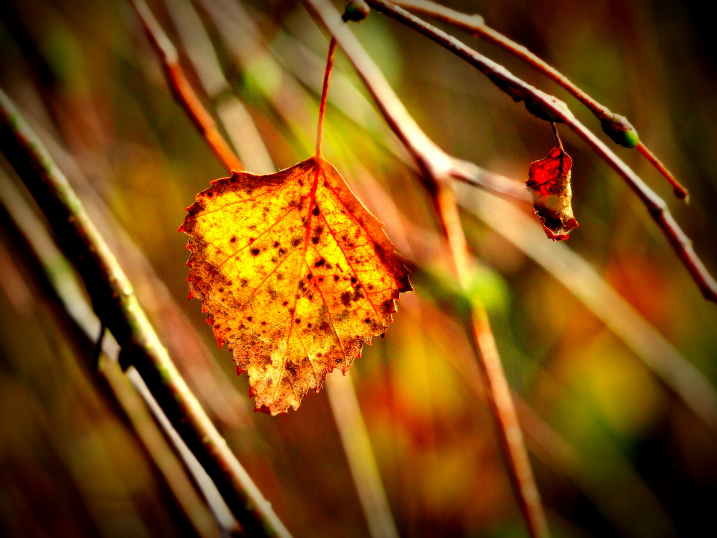 Herbstkleid