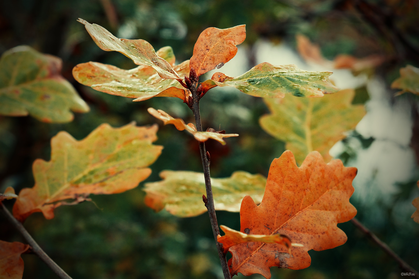 Herbstkleid