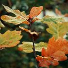 Herbstkleid