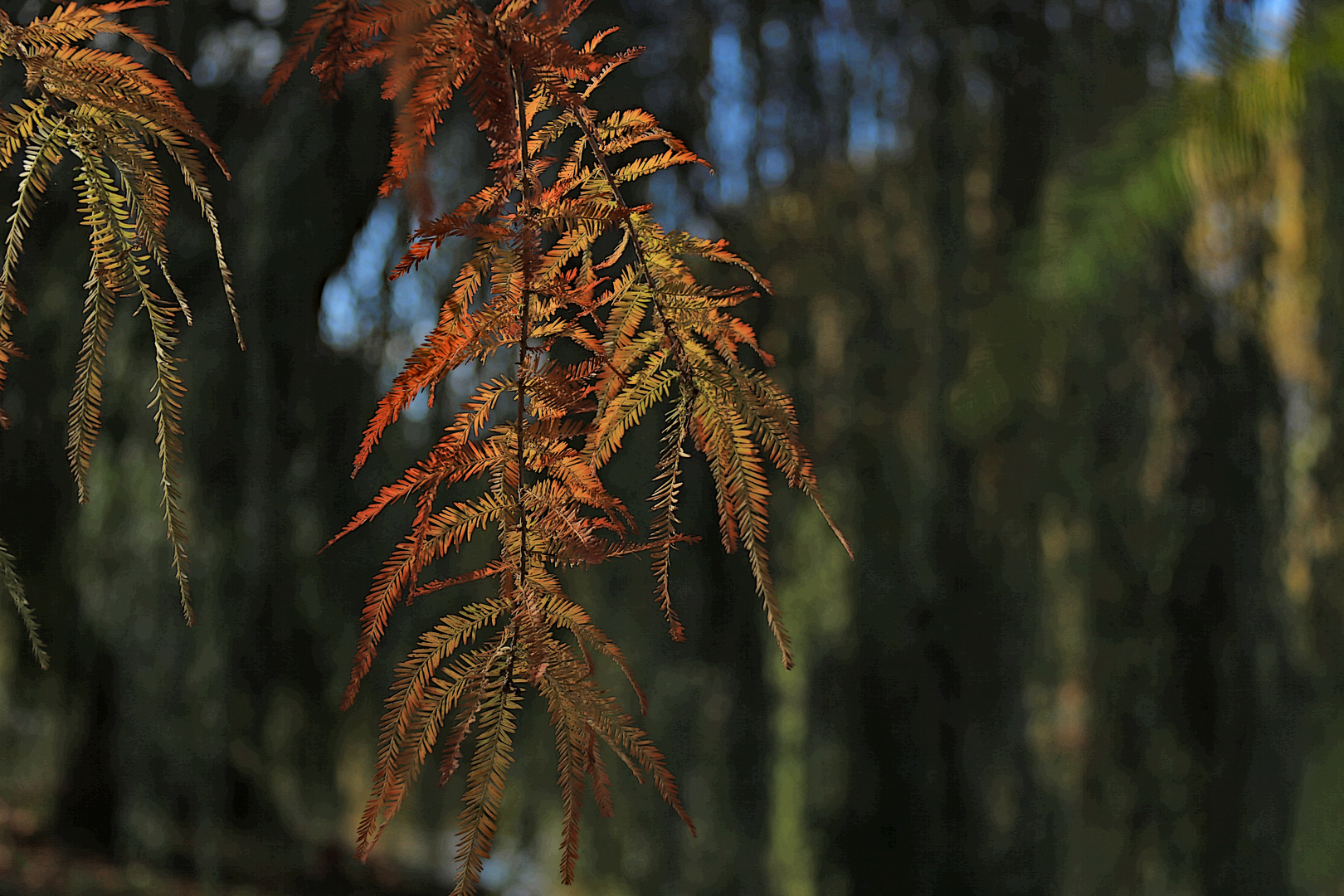 Herbstkleid