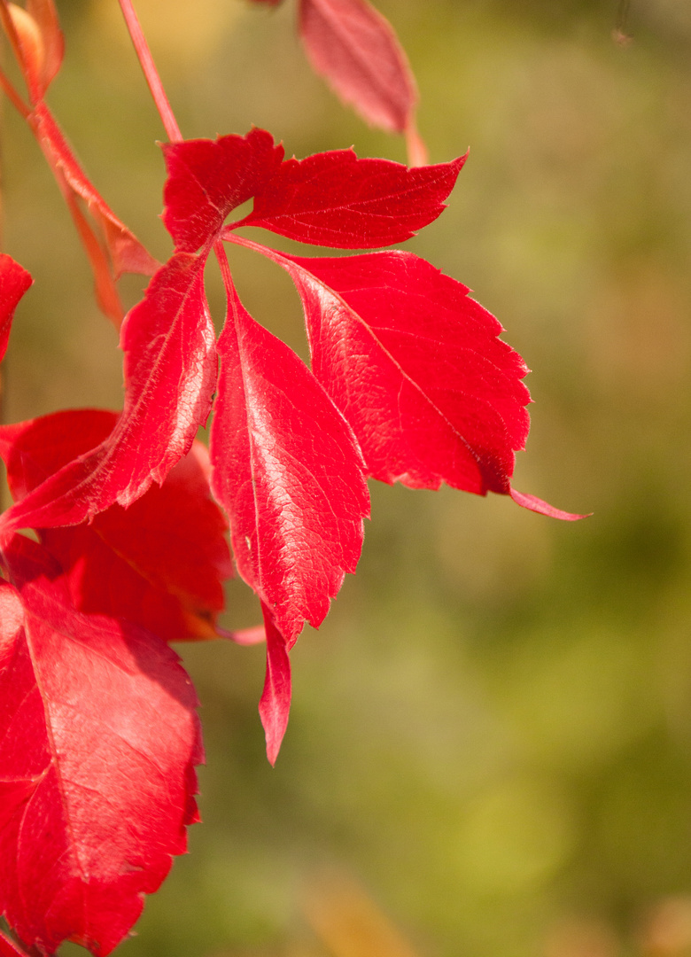 Herbstkleid