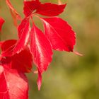 Herbstkleid