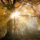 Herbstkleid