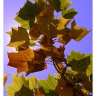 Herbstkleid