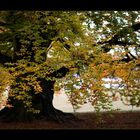 Herbstkleid