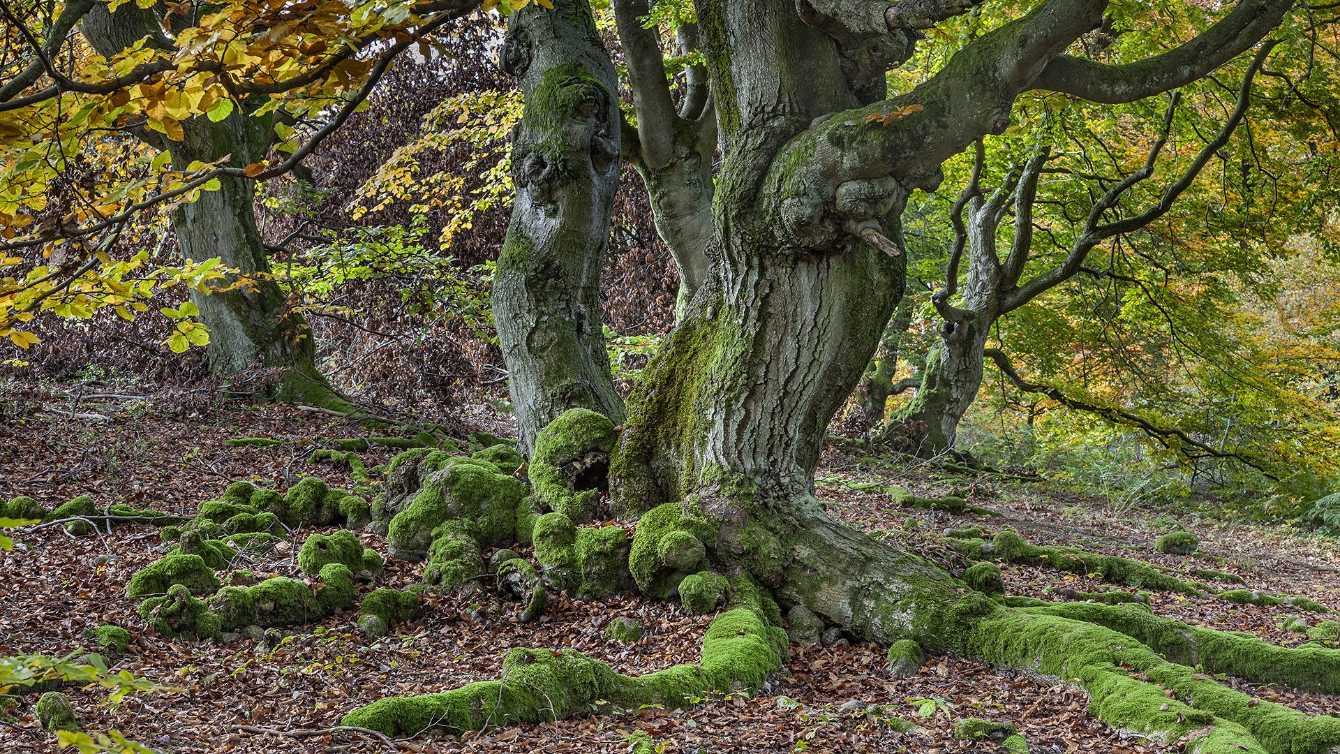 Herbstkleid der Hutebuchen bei Bad Wildungen