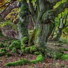 Herbstkleid der Hutebuchen bei Bad Wildungen