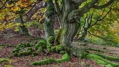 Herbstkleid der Hutebuchen bei Bad Wildungen