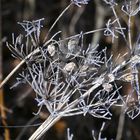 Herbstkleid