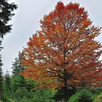 Herbstkleid