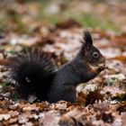 Herbstkleid