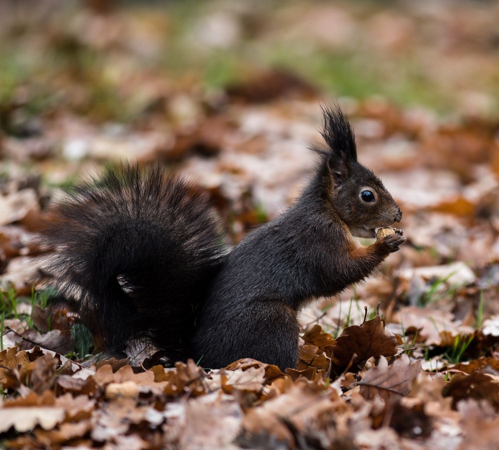 Herbstkleid