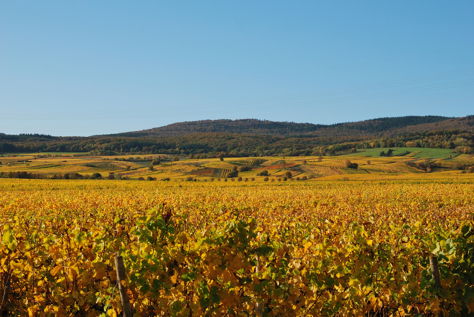 Herbstkleid im Rheingau