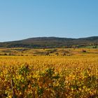 Herbstkleid im Rheingau