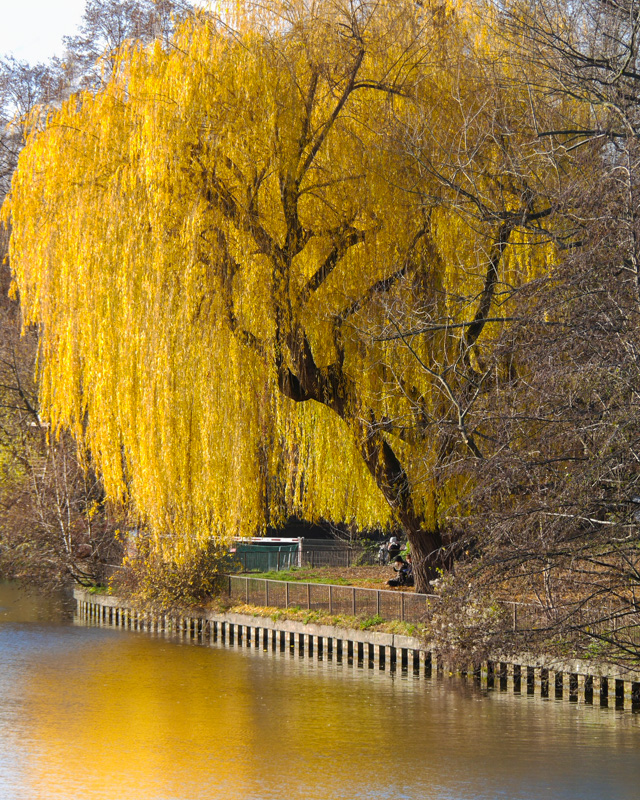 Herbstkleid in Gelb