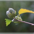 Herbstknospen