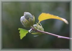 Herbstknospen