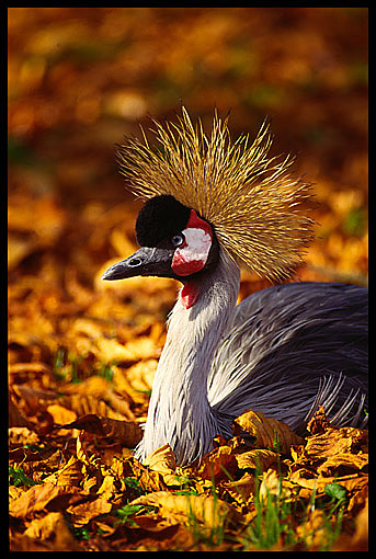 HERBSTKÖNIG