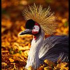 HERBSTKÖNIG