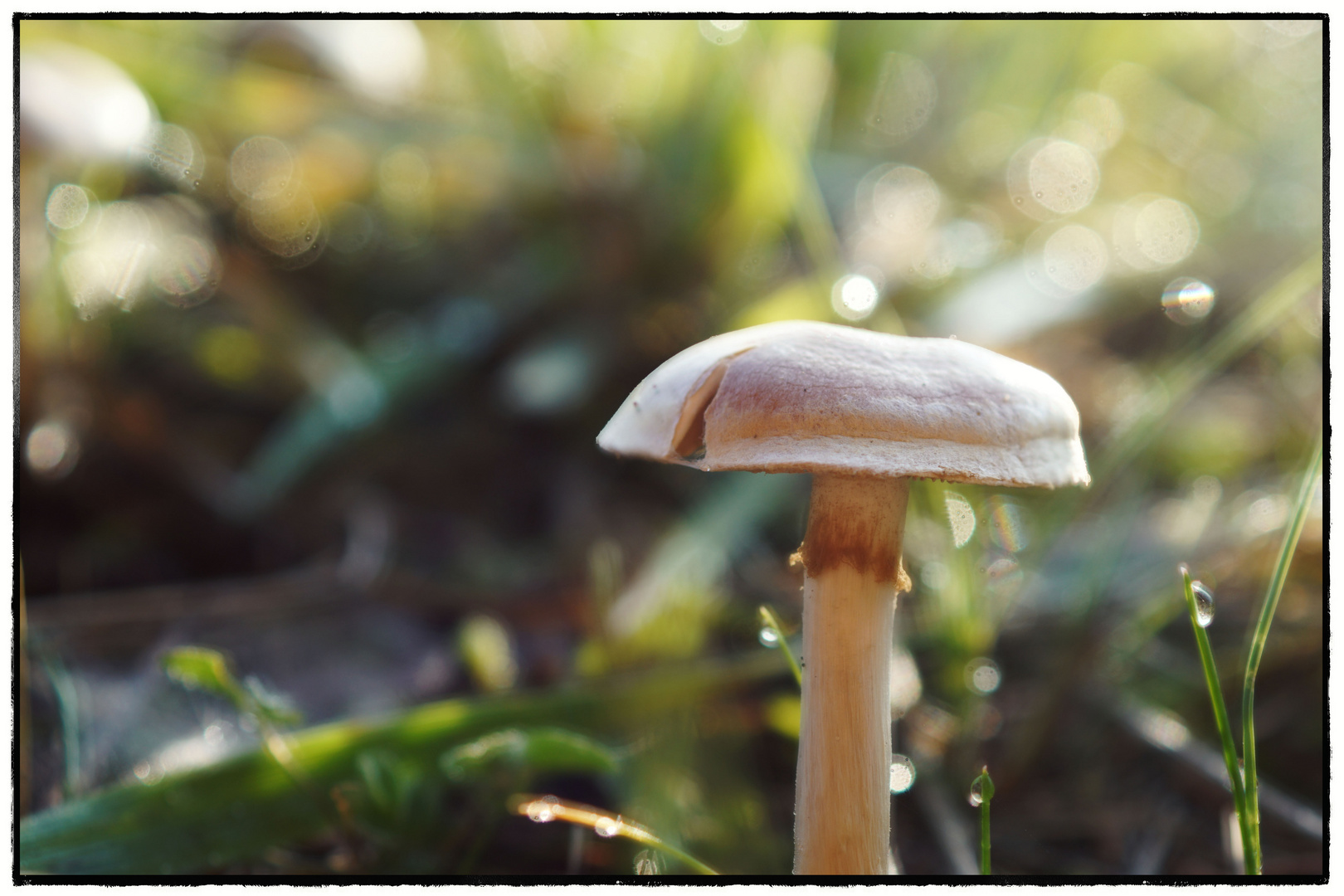 herbstkönig.zerrissen