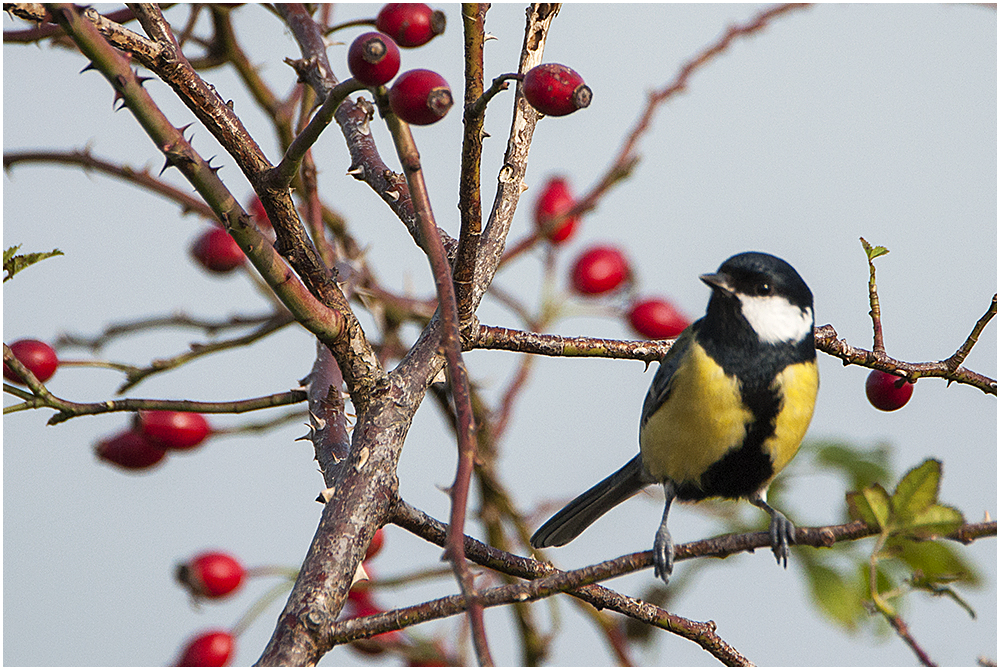 Herbst(Kohl)Meise  (Parus major)