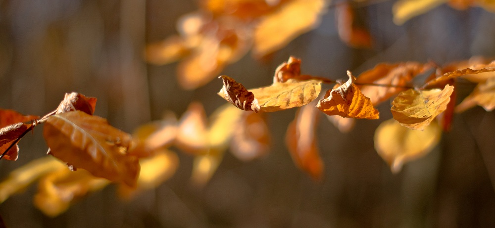 Herbstkollektion II