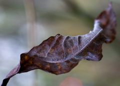 Herbstkollektion II