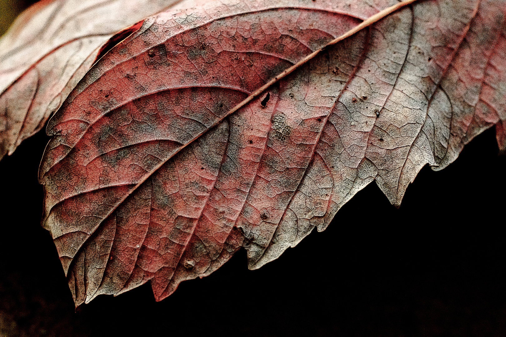 Herbstkollektion III