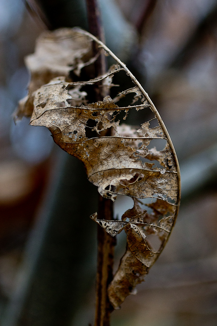 Herbstkollektion IV