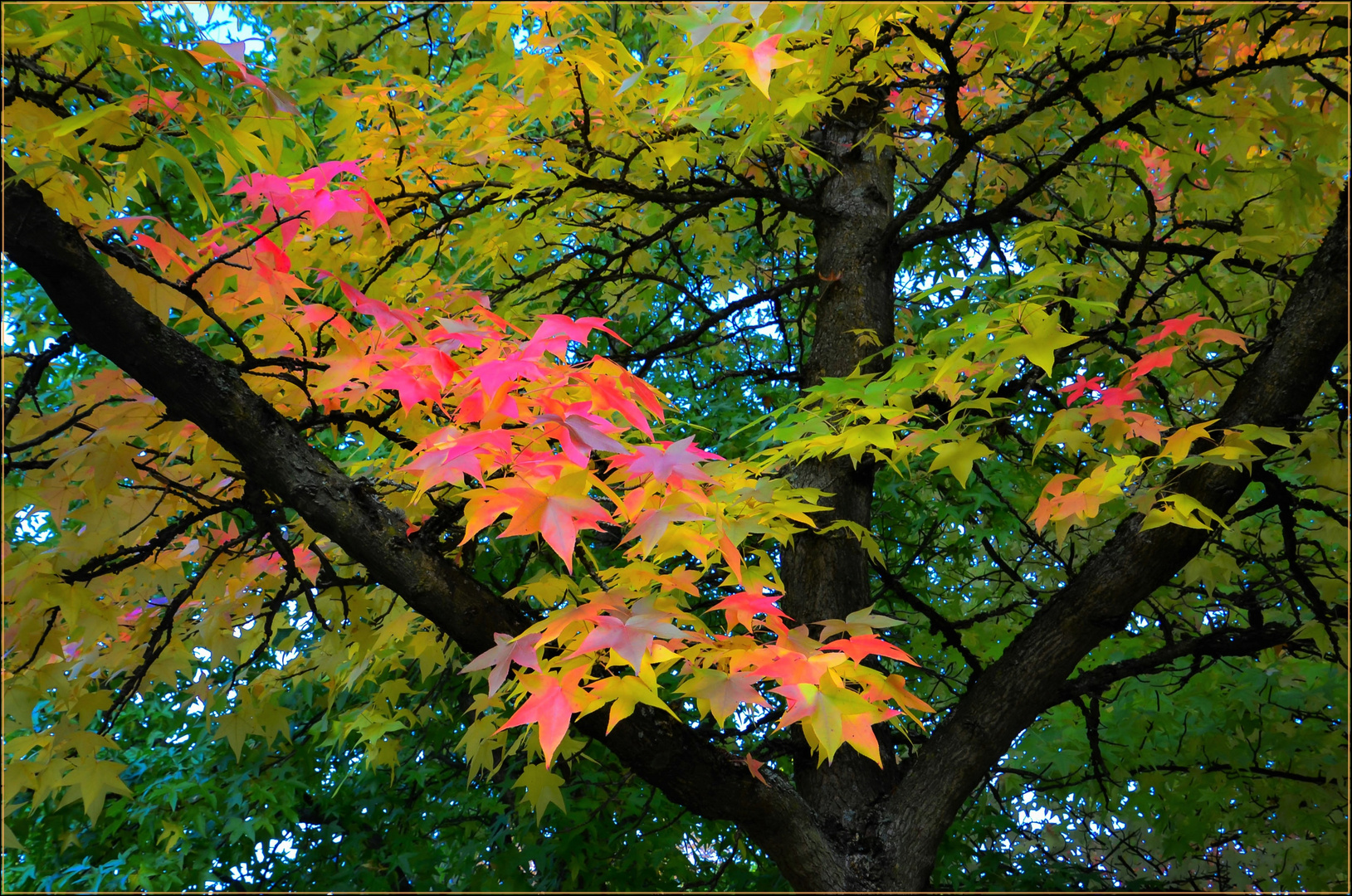 Herbstkollektion (Teil II)