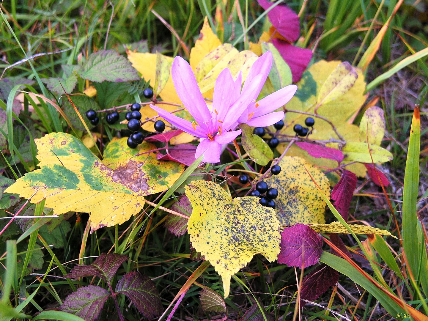 Herbstkomposition