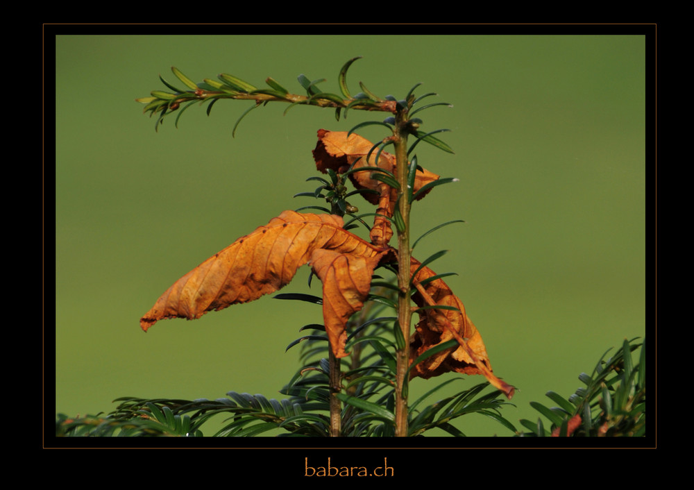 Herbstkomposition