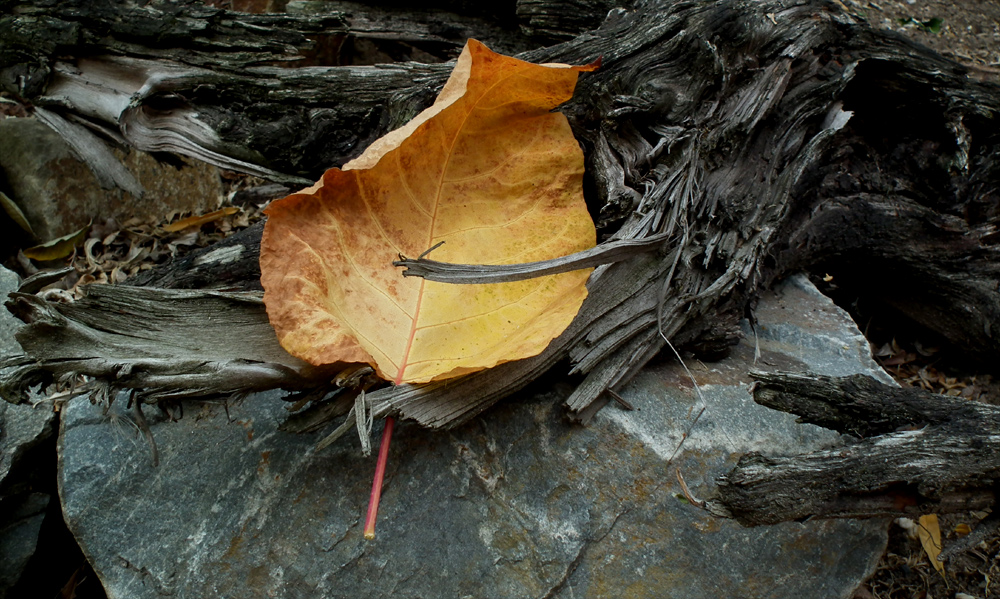 Herbstkomposition