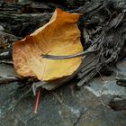 Herbstkomposition