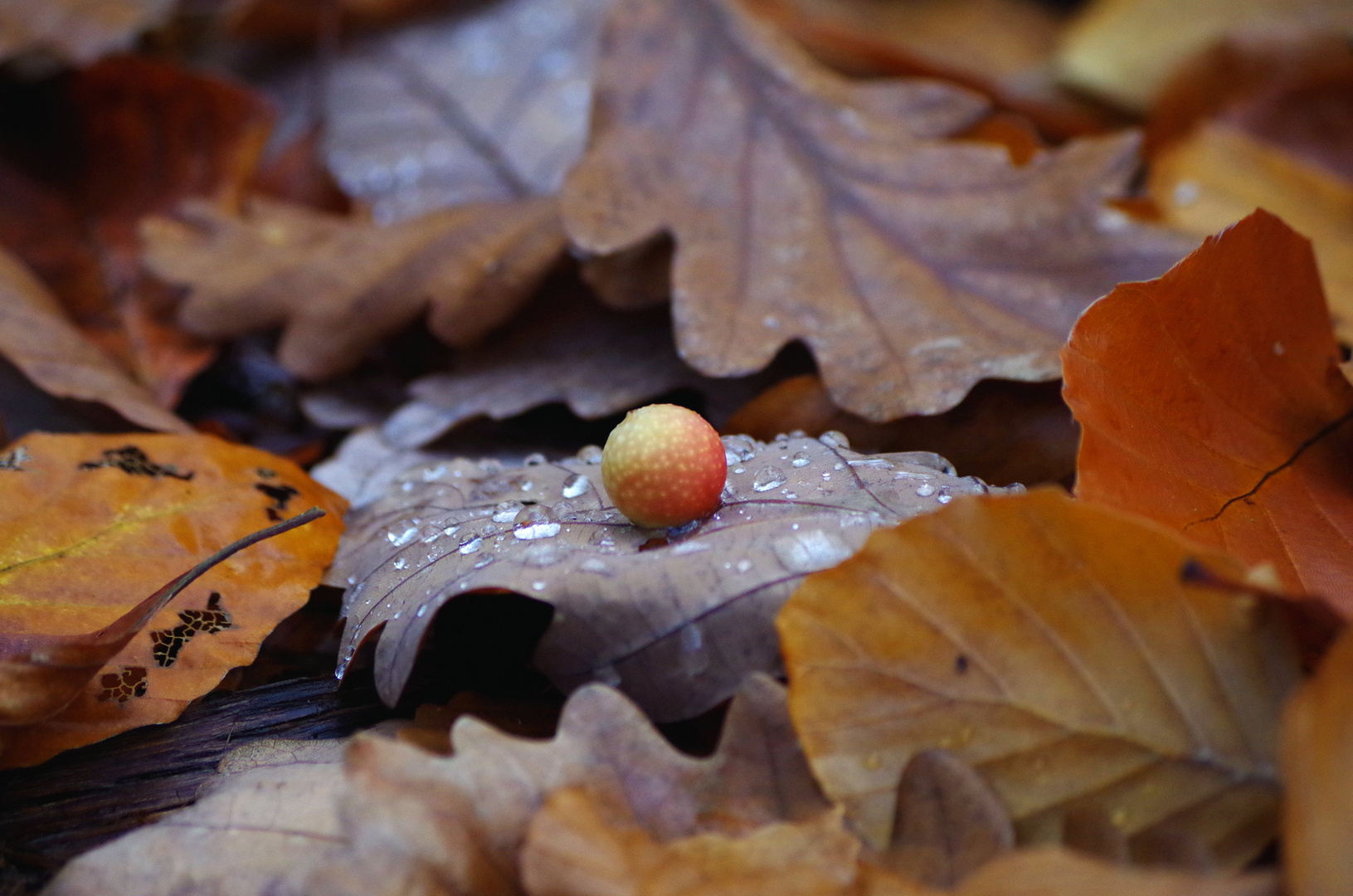 Herbstkomposition