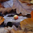 Herbstkomposition