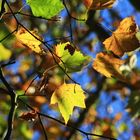 Herbstkomposition