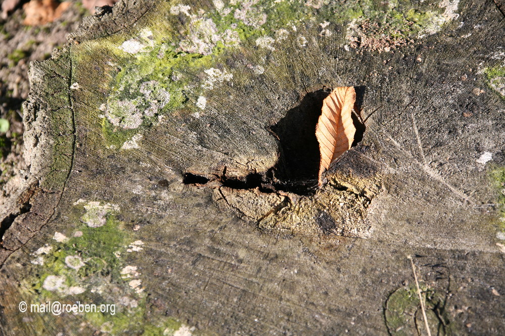 Herbstkomposition