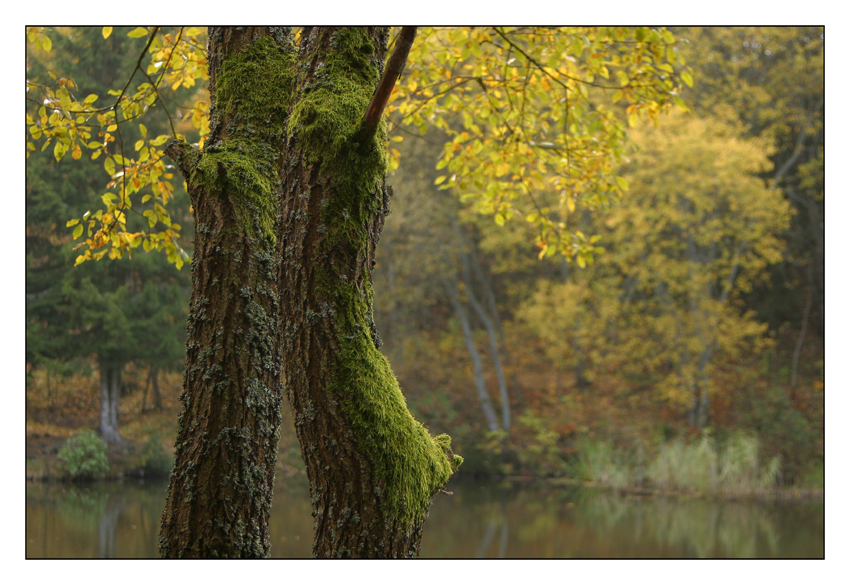 Herbstkomposition in Gelb und Grün