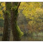 Herbstkomposition in Gelb und Grün