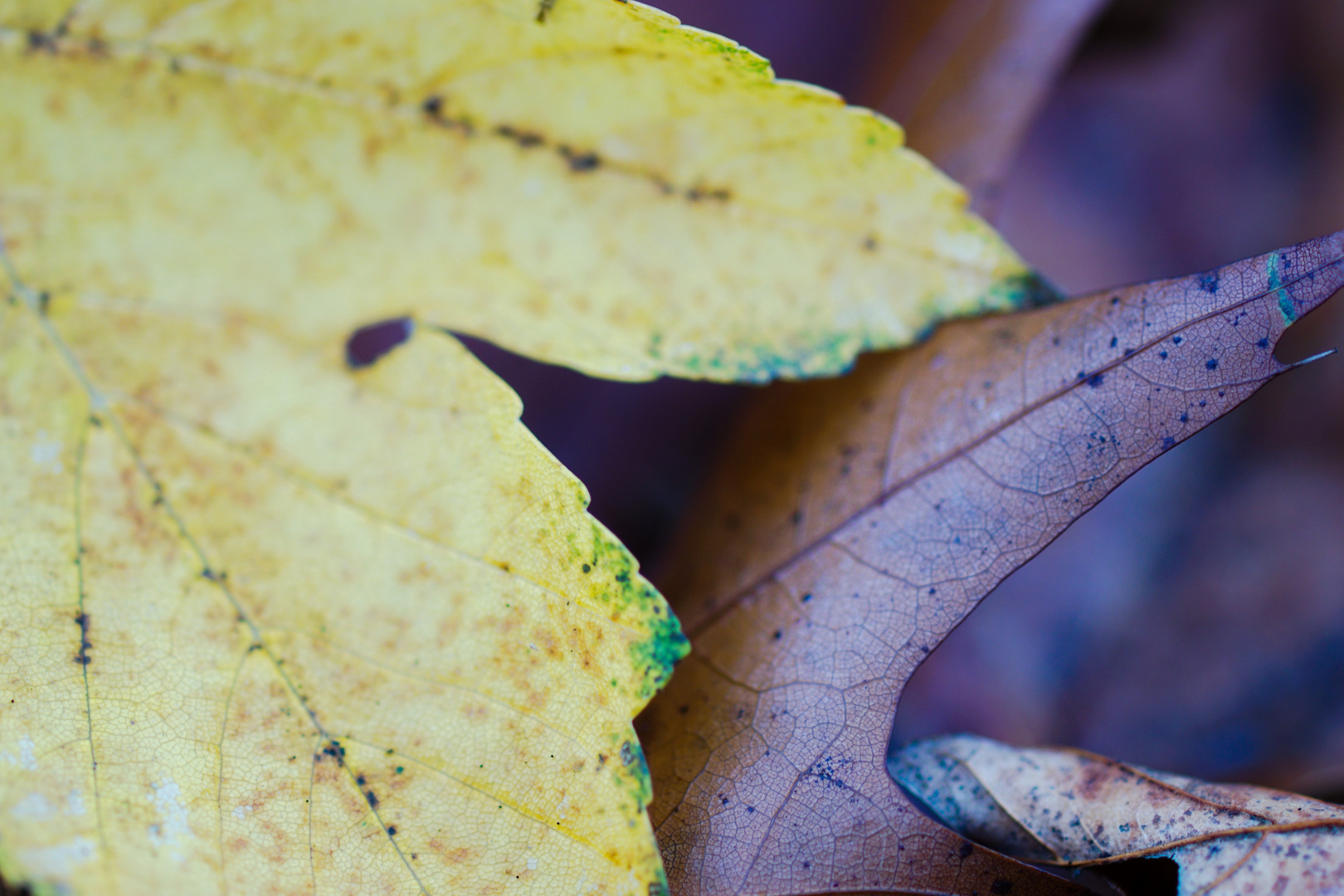 Herbstkontrast