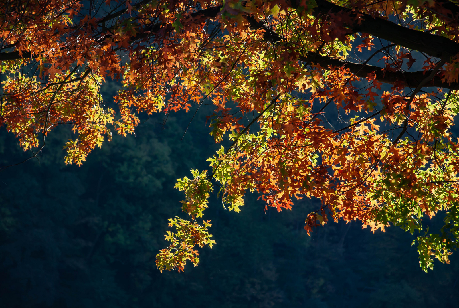 Herbstkontrast