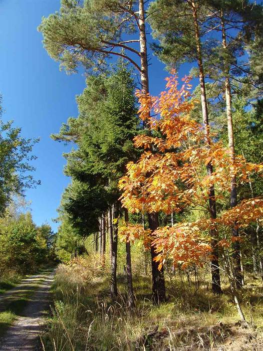 Herbstkontraste ...