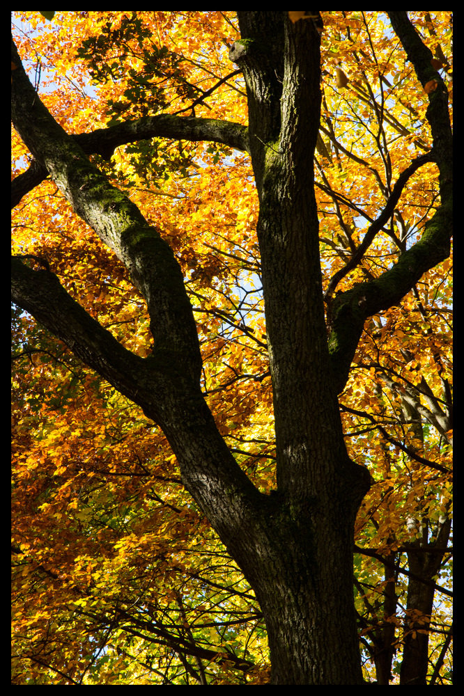 Herbstkontraste