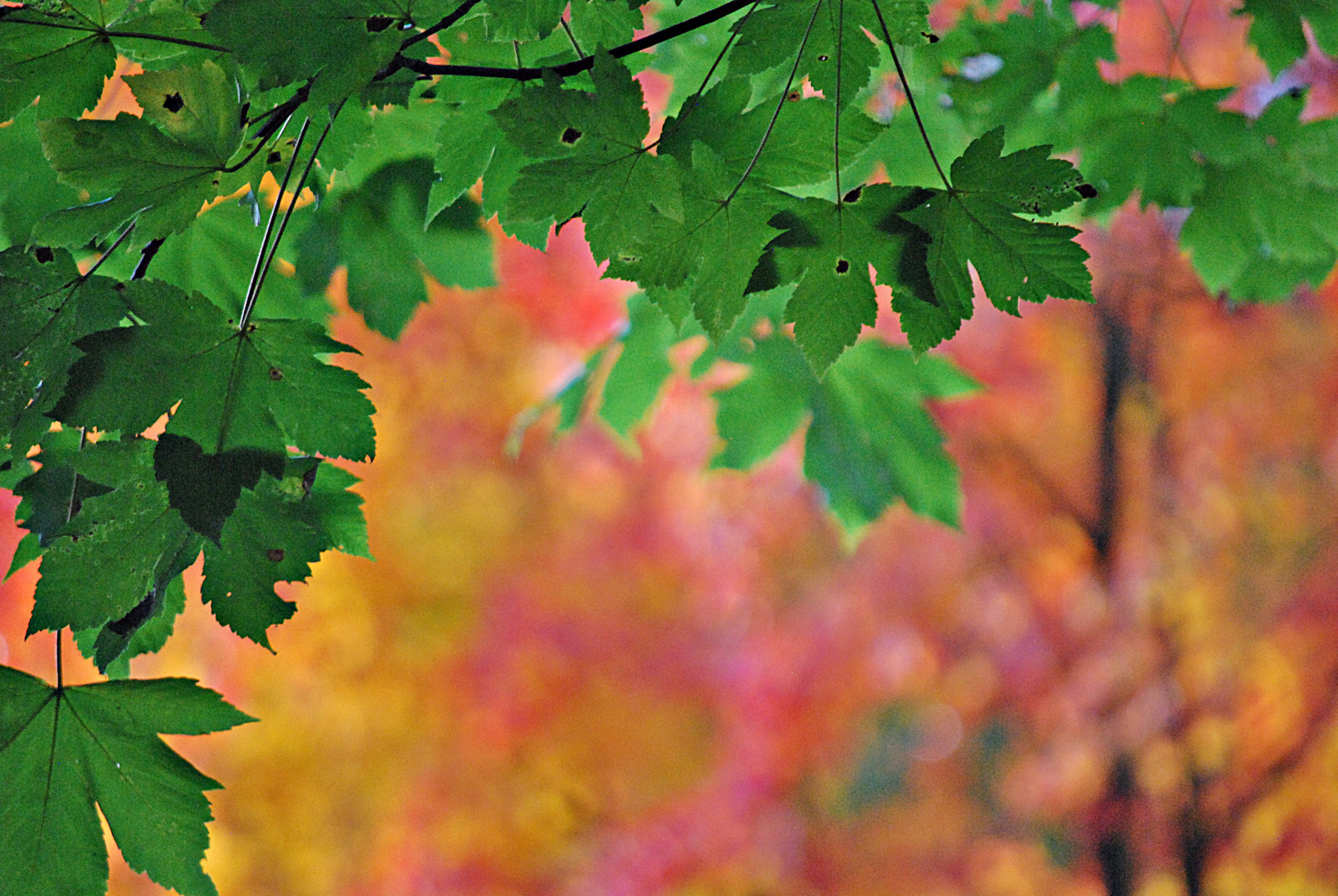 Herbstkontraste...