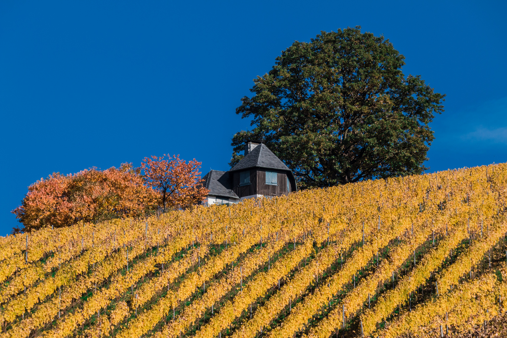 Herbstkontraste