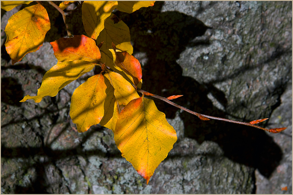 Herbstkontraste