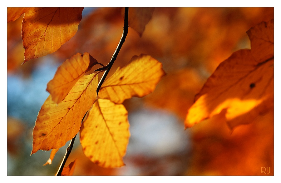 Herbstkonzert